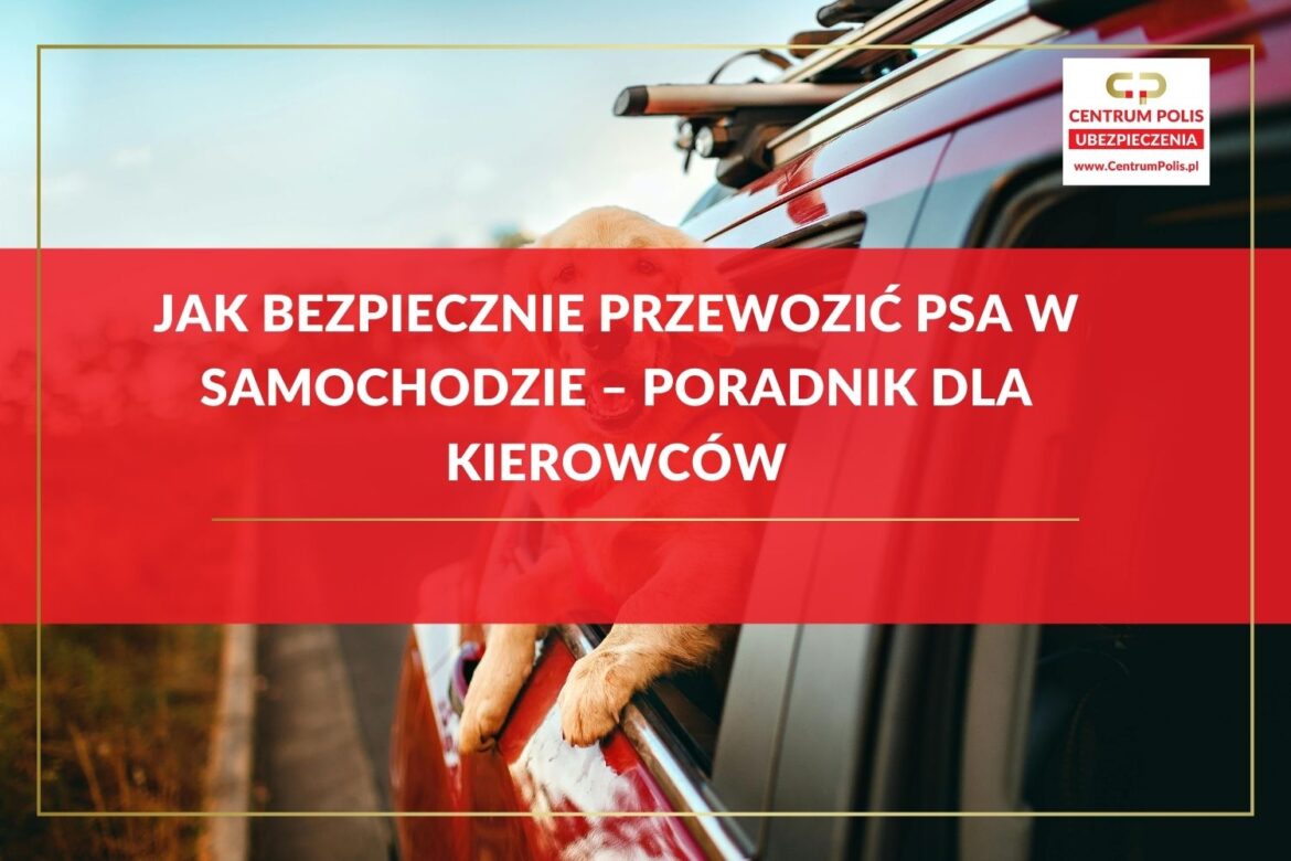 Jak bezpiecznie przewozić psa w samochodzie – poradnik dla kierowców